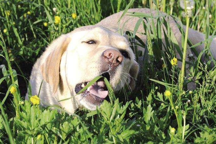 狗吃草是什么原因