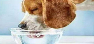 当狗一直喝水时,我们还应该看看狗是否有其他并发症 