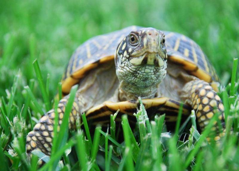 我们养的乌龟通常是巴西乌龟,但你知道吗? 