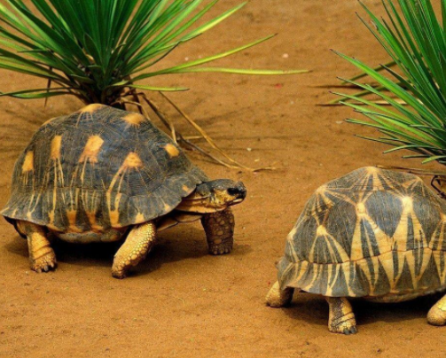 乌龟蛋是怎么孵化的 自然孵化有两种方法 