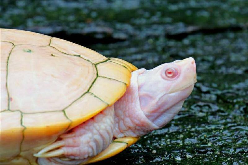 草龟想要饲养更多的灵性,这与各种环境有关 