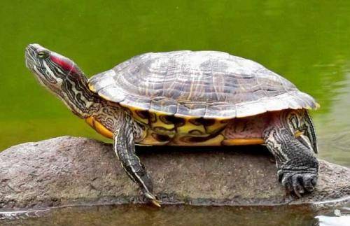 冬季饲养巴西龟的注意事项 