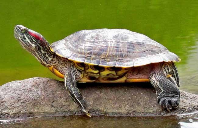 巴西海龟的寿命有多长? 