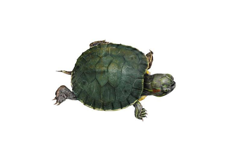 影响巴西龟生长的原因是什么? 