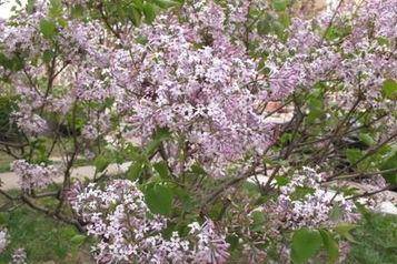 玉兰花是早春最著名的观赏花木之一,花香优雅,花型可爱 