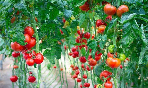 西红柿的种植技术是什么? 
