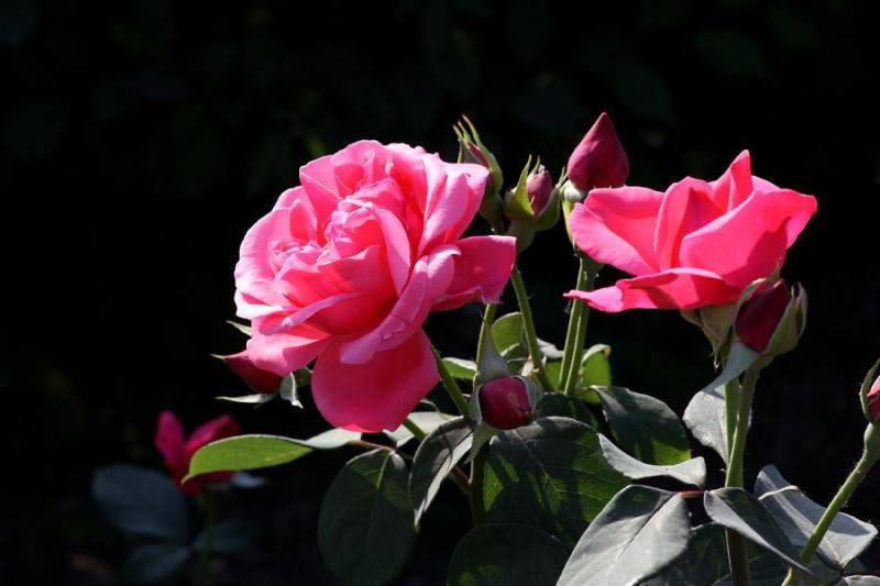 扦插玫瑰可以选择芽扦插和枝扦插两种方法 