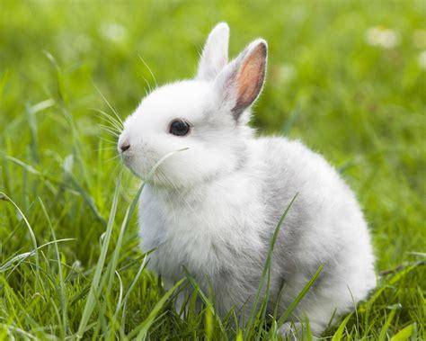 兔子能吃这么杂的食物吗? 