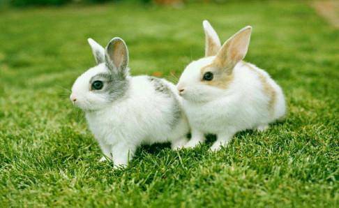 假如你家里有兔子,你必须认真负责地喂它,珍惜它 