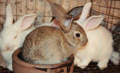 养兔子的时候一定要反复咨询一些专业人士,定期给兔子看病 