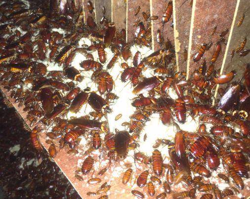 世界上已知的蟑螂大约有3000种,中国已知约140种 