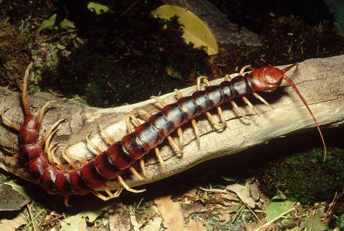 生活中常见的三种蜈蚣:红头、青头、黑头 