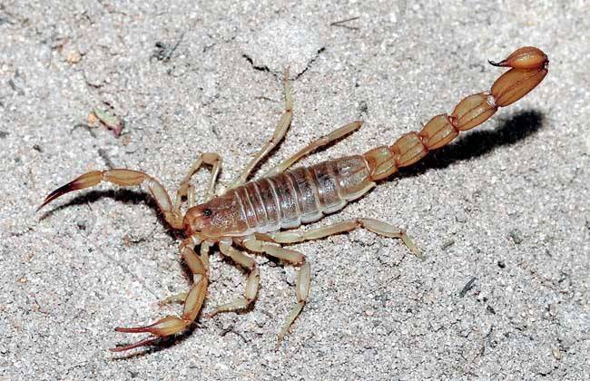 人工饲养蝎子的功效与野生蝎子没有什么不同 
