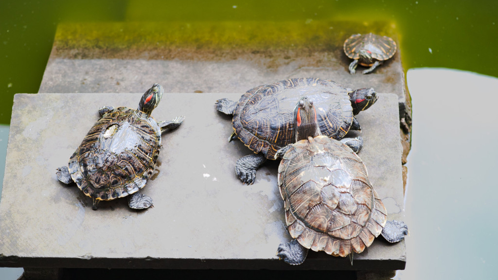 金线龟和中华草龟差异 