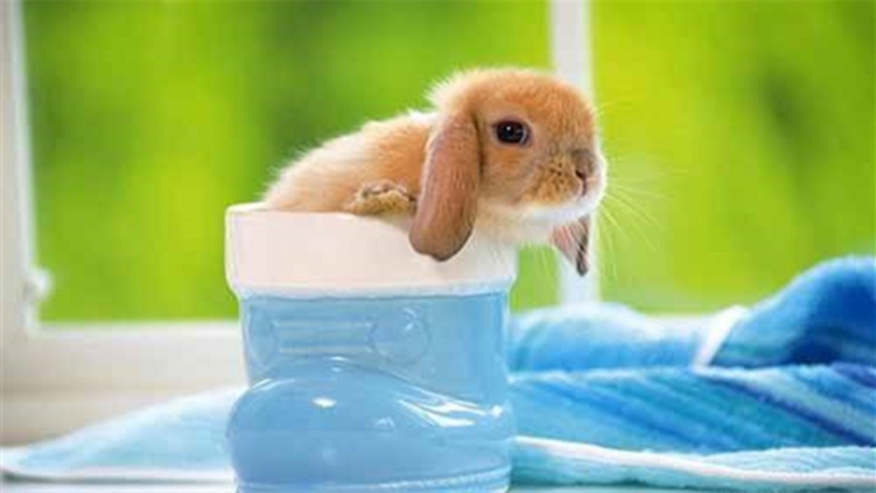 兔子消暑的办法是什么 