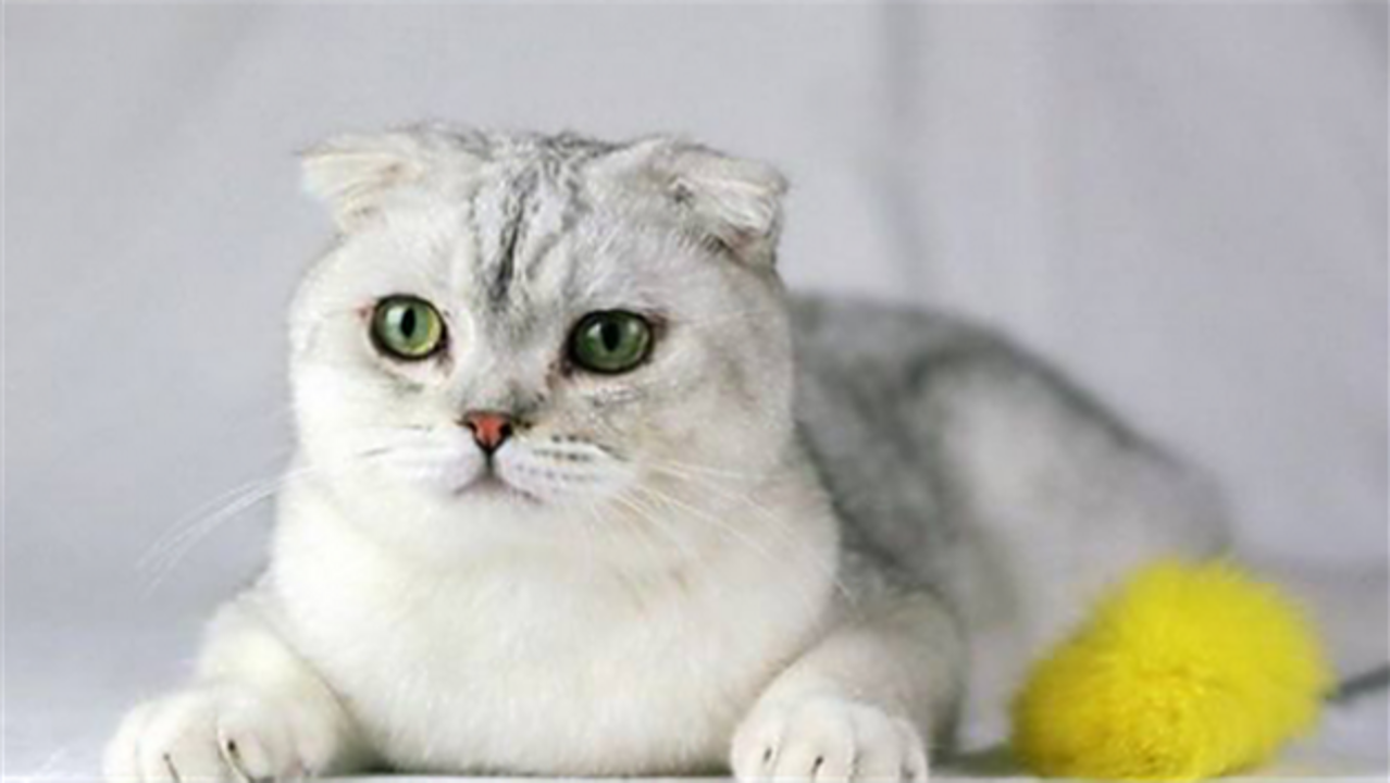 矮脚猫有什么遗传病 