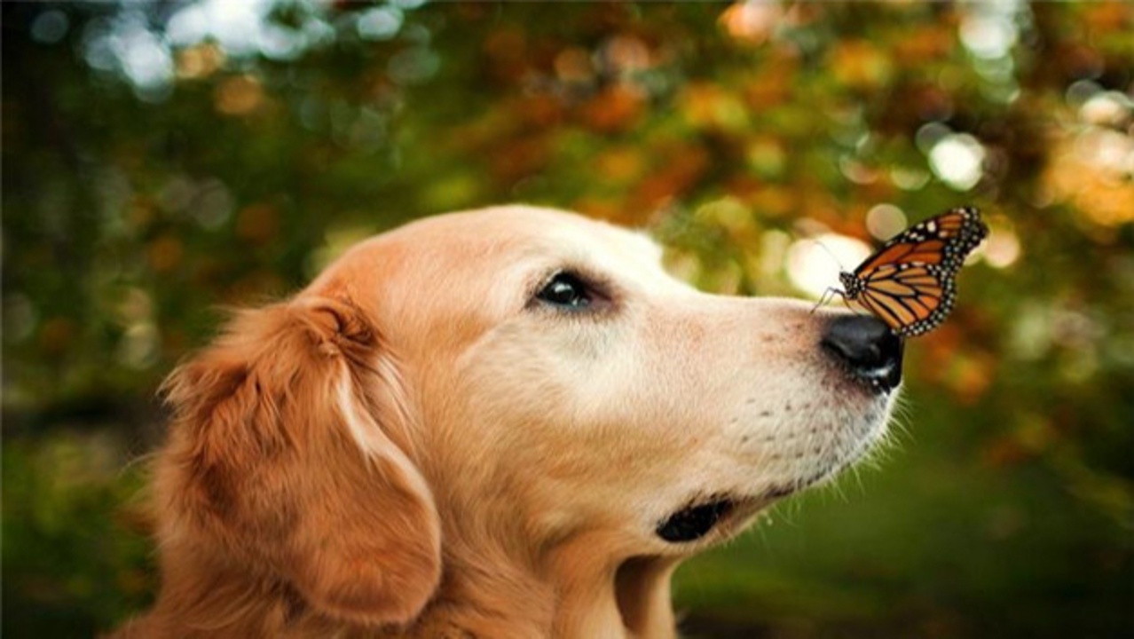 家中养的狗狗能够吃黑布林吗 