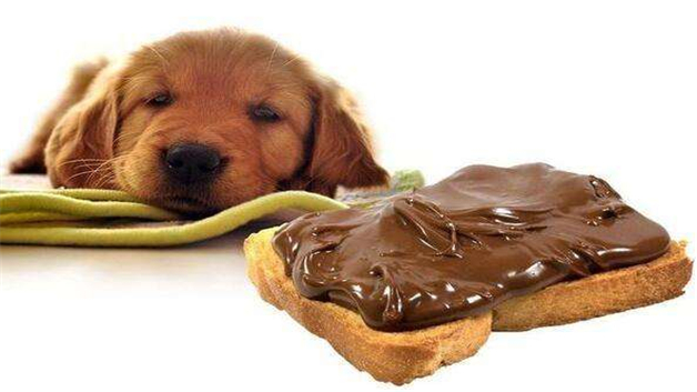 狗狗吃巧克力的症状
