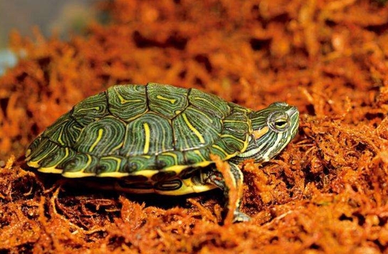 市面上常见的乌龟有哪些（巴西龟） 